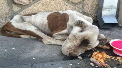 Photo of Starving Dog Found Dying On A Sidewalk Gets Some Love, And It’s Hard To Believe It’s The Same Dog