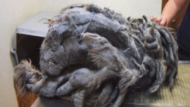 Photo of This Cat Was in a Poor Condition Because of His Fur, But Underneath it, an Angel was Hiding!