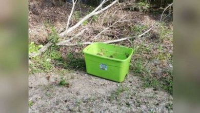 Photo of People Find The Saddest Thing In This Box On A 90-Degree Day