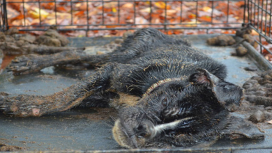 Photo of Dying Dog Found Locked Up In A Crate All Covered In Feces Gets Completely Transformed By Love