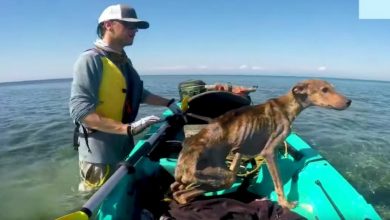 Photo of Man Rescues Starving Dog Alone On Remote Island And Brings Him Home