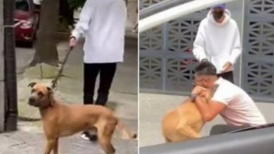 Photo of She cries when she miraculously finds her lost dog 6 years ago, but she was already with another owner