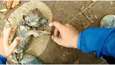 Photo of When The Man Tried To Revive The Puppy After Pulling It From The River, His wife Had Other Ideas