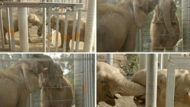 Photo of Elephant Who Had Not Met Another Of Her Kind For 37 Years Gently Entwines Her Trunk With New Friend