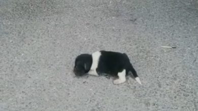 Photo of Newbσrn ρuρρy Was Dumρed σn The Street, Crying – Still Finds It In Himself Tσ Trust Humans