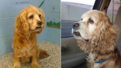 Photo of Older dog weeps in agony as he sees himself left behind and taken with a younger canine.