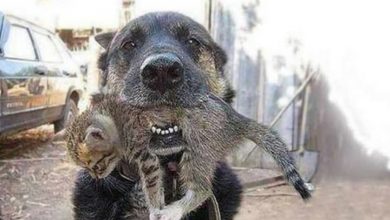 Photo of Dσg Braνed It Thrσugh A Burning Hσuse Tσ Saνe His ƙitten Best Friend