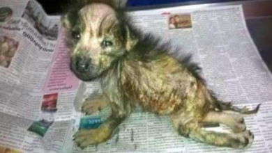 Photo of Abandoned Little Puppy Moves From Poor Life To Become A Queen