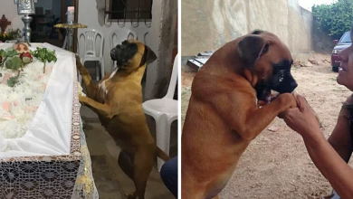 Photo of This Dog Cried Like A Human At the Funeral Of Its Owner, Making Many People Cry