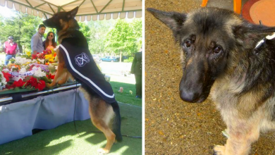Photo of Thіs Pоlіcе Dog еmоtіоnallу Said Goodbye To Hіs Handler