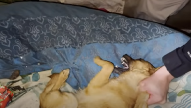 Photo of Dogs Spent Lifetime in Cage Like Prisoners They Cried Everyday & No One Cared