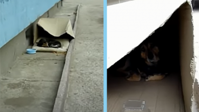 Photo of From Cardboard Box to Cozy Home: The Uplifting Transformation of a Once Homeless Dog