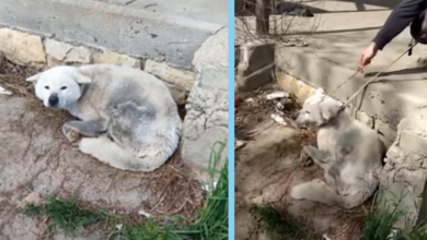Photo of Journey of Perseverance: Lonely Canine Endures Struggles, Awaits Assistance Amidst Indifference