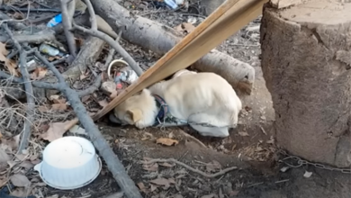Photo of His Whole Life was Chained & Neglected and He doesn’t want to Live Anymore