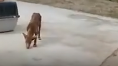 Photo of Kindness Unleashed: Compassionate Gentleman Shares Meal With Wandering Pup, Finds Deep Connection