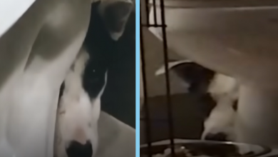 Photo of Remarkable Transformation: Once Fearful Canine Finds Comfort After Extended Period in Safe Space