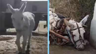Photo of Overworked Donkey Struggles with Fatigue: Urgent Aid Needed for Tomorrow’s Dawn