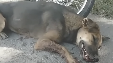 Photo of Distressed Canine Left on the Street, Displaying Signs of Discomfort and Possible Cranial Injury, Desperately Seeking Compassionate Intervention