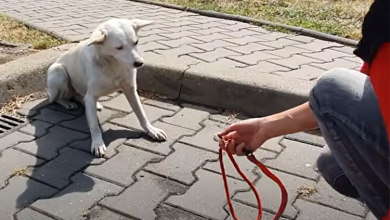 Photo of Roaming Pooch Continues to Accompany Pedestrians, Awaiting Compassionate Response for a Touching Cause