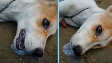 Photo of Loyal Dog Sacrificed His Own Life to Save Owners from Home Intruder