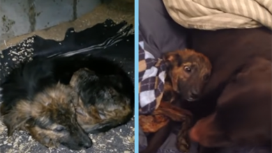 Photo of Miracle Moment: Unresponsive Pup’s Owner Considers Rehoming, Unexpected Sound Sparks Change