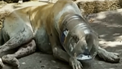 Photo of He Could no Longer Breathe with the Jar on his Head Until he Noticed Something