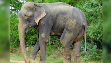 Photo of The Elephant was Crying Because he Lost his Best Friend, a Puppy, but Suddenly he Sees Something