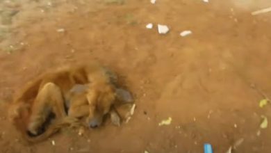 Photo of Against the Odds: An Abandoned Puppy, A Sharp Obstacle, and A Story of Survival