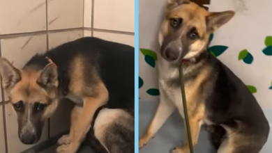 Photo of Frightened Canine Desires Sanctuary: An Urgent Appeal for Compassion and Care