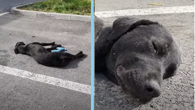 Photo of Homeless Dog & Her Puppy Too Hopeless to Even Ask For Help