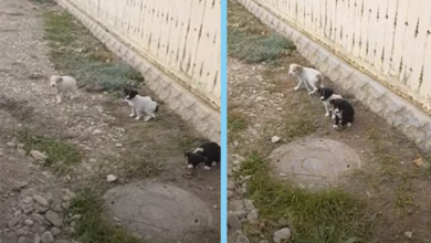 Photo of They was Abandoned Beside the Road, Shaking in Scared & Frozen Looking for Help