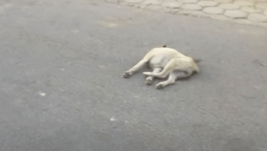 Photo of Unexpected Surprise: Thought-To-Be Lost Puppy Elicits Unmistakable Sound, Hopes Revived