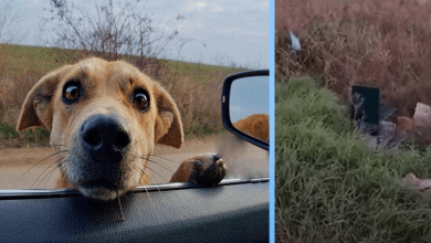Photo of She Tried to Stick Her Head Into My Car to Beg For Help But She Wanted to Show me Something Else