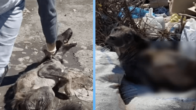 Photo of He digs through garbage for food, tries to survive