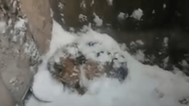 Photo of Against All Odds: The Brave Fight for Survival of a Frozen & Abandoned Puppy in Extreme Conditions