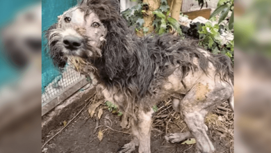 Photo of From Struggle to Serendipity: A Heartwarming Journey of a Sick Dog and Their Remarkable Bond with an Extraordinary Owner