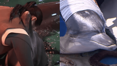 Photo of An Emotional Farewell: Joyful Dolphins Released Into the Ocean Yet Remain Attached to Their Caretaker