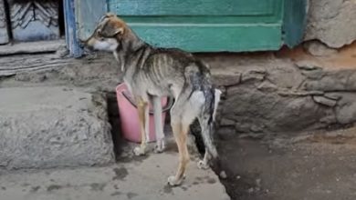 Photo of Frightened Dog, Hungry for Most of His Life, Discovers a Ray of Hope Just in Time”