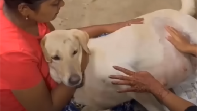 Photo of New Year’s Miracle: Faithful Dog Welcomes 9 Puppies into the World, Encounters an Unexpected Delight