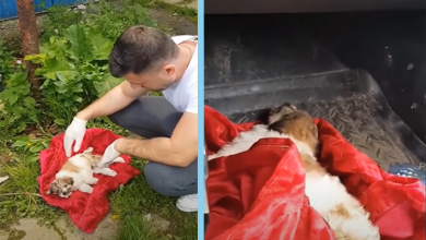 Photo of They Left this Little Innocent Puppy Lying and Crying in Pain Because of Sickness