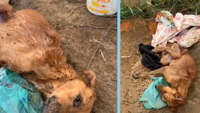 Photo of He was Dumped in the Middle of Nowhere Eaten Alive by an Ants Because he Couldn’t Move