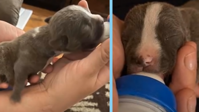 Photo of Tiny Puppy was Attacked by her Mother & Rib is Sticking Out