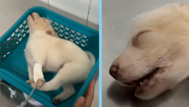 Photo of Small Puppy Injured & Hit Hard in the Head Crying on the Sidewalk & Everyone Passes by
