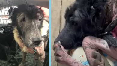 Photo of Abandoned Dog Ran over & Cried When she Recognized her Neighbor