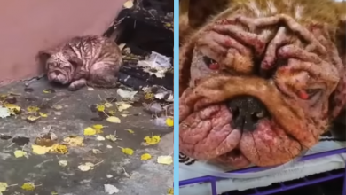 Photo of He Only Knows How to Eat Leaves to Survive The Cold Street