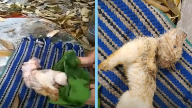 Photo of Small Puppy Was left Aloned Under a Tree & Can’t stop Crying in Pain Desperate Waiting for Help