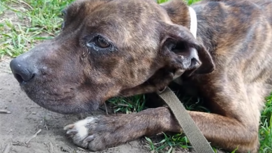Photo of She Was Imprisoned for 2 Years, Trying to Run Away From Her Owner Only to Collapse On The Street