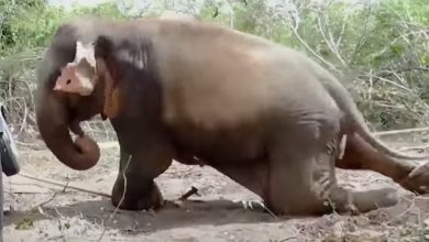 Photo of Injured Elephant Abandoned by His Family is Crying in The Middle of the Road