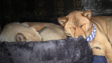 Photo of Stray Dogs are Crying Hysterically In The Street Asking To Be Adopted & Then It’s Quiet