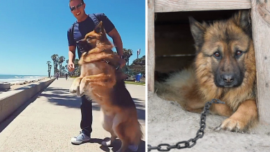 Photo of Dog Who Spent Years Chained Up Sees Ocean First Time